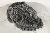 2.65" Detailed Hollardops Trilobite - Nice Eye Facets - #202953-3